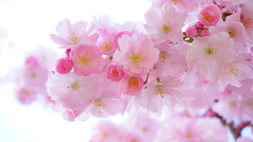 Floriile 2026: când pică și cum sărbătoresc românii