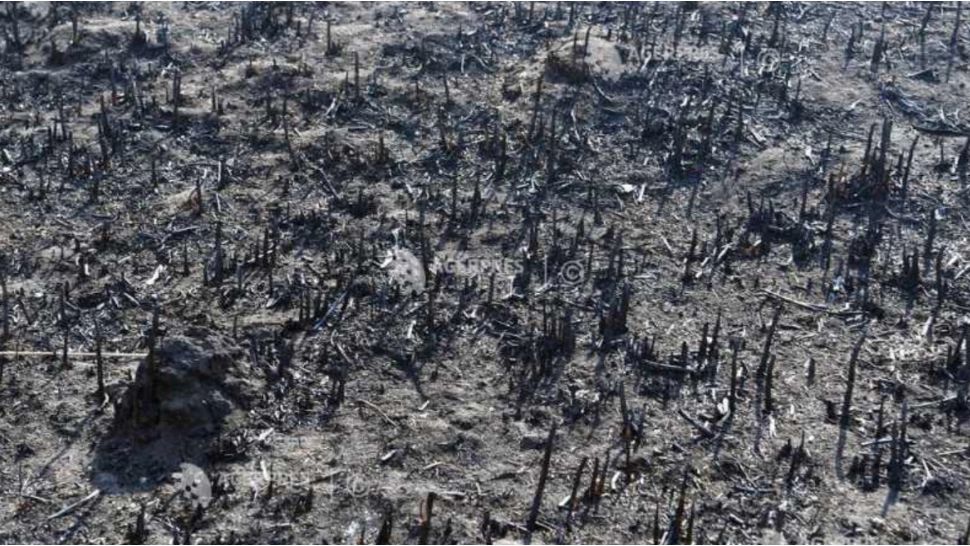 Incendiu masiv de vegetație în județul Neamț. Zeci de hectare sunt mistuite de flăcări