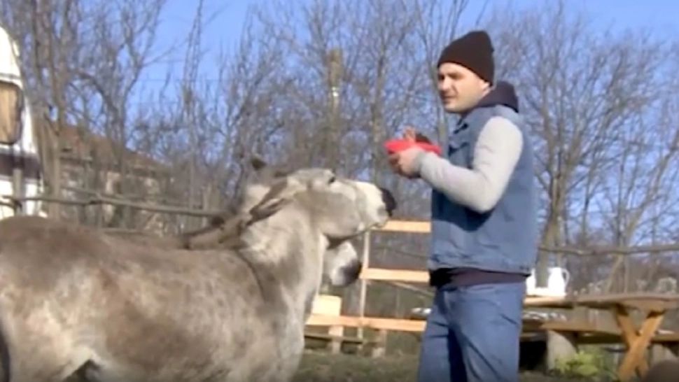 Laptele de măgăriță, scump dar cu multe beneficii. Proprietățile miraculoase pe care le are