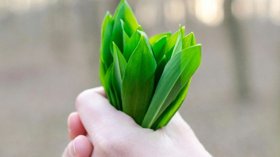 De ce este recomandat să consumi leurdă, cea mai energizantă plantă de primăvară. Beneficiile incredibile ale usturoiului sălbatic