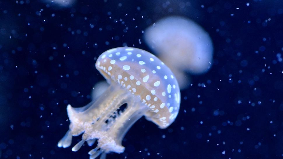 NASA a trimis 2.500 de meduze în spațiu. Ce descoperire au făcut cercetătorii