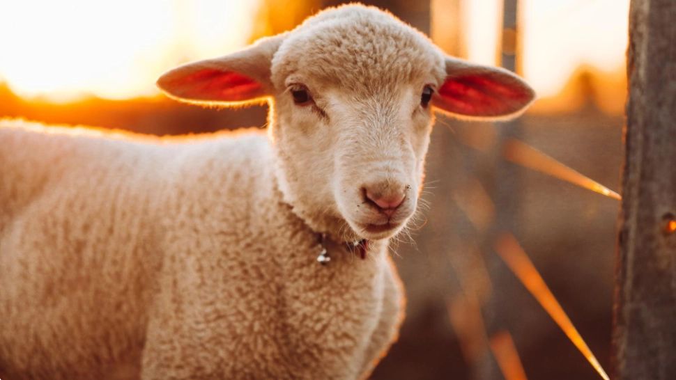 Prețurile au sărit în aer. Cât vor plăti românii înainte de Paște pentru carnea de miel