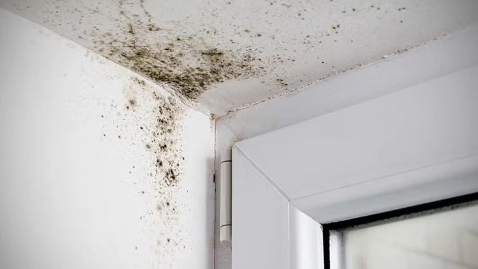 Ce se întâmplă dacă văruiești peste mucegai. Greșeala colosală care îți pune în pericol atât sănătatea, cât și casa 