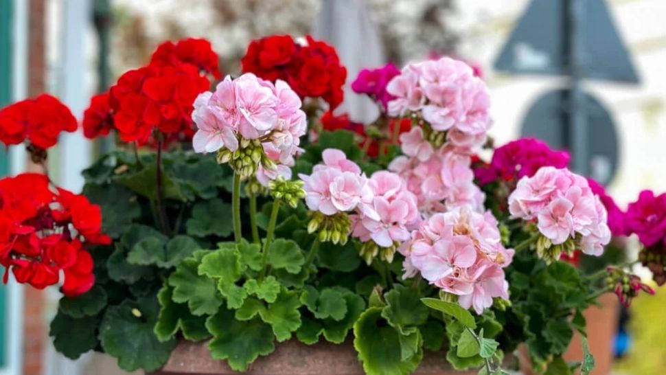 Cum să ai mușcate ca în florării încă de la începutul primăverii. Trucul secret al grădinarilor cu experiență care face minuni