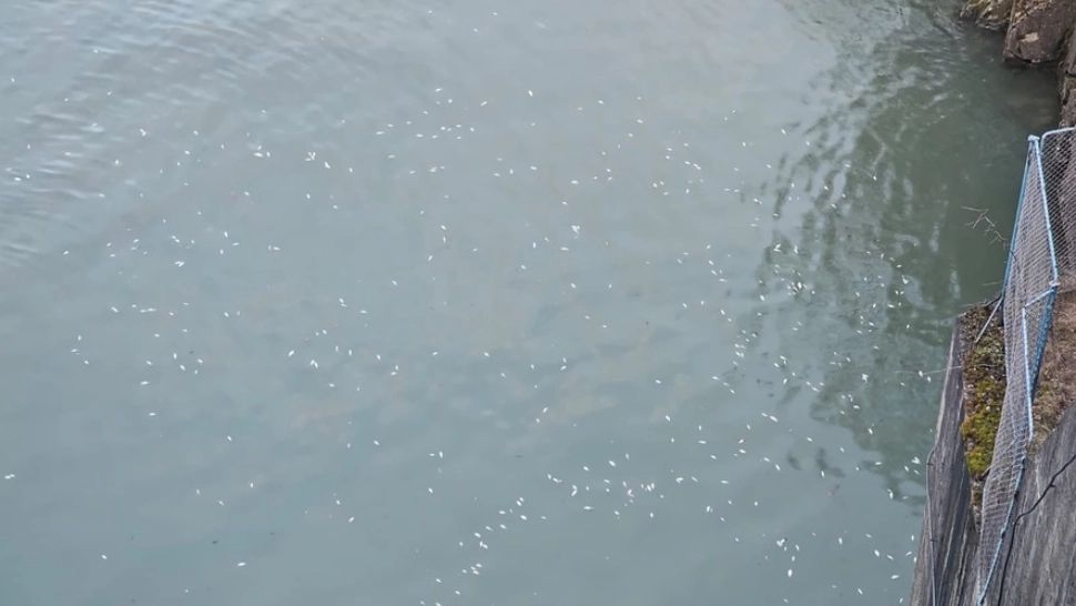 Anchete în Piatra-Neamț după descoperirea unor pești morți în aval de Barajul Reconstrucţia