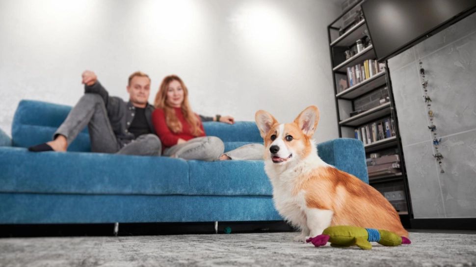 Câte animale de companie ai voie să ții în apartament și de ce s-ar putea să plătești mai mult la întreținere din cauza lor