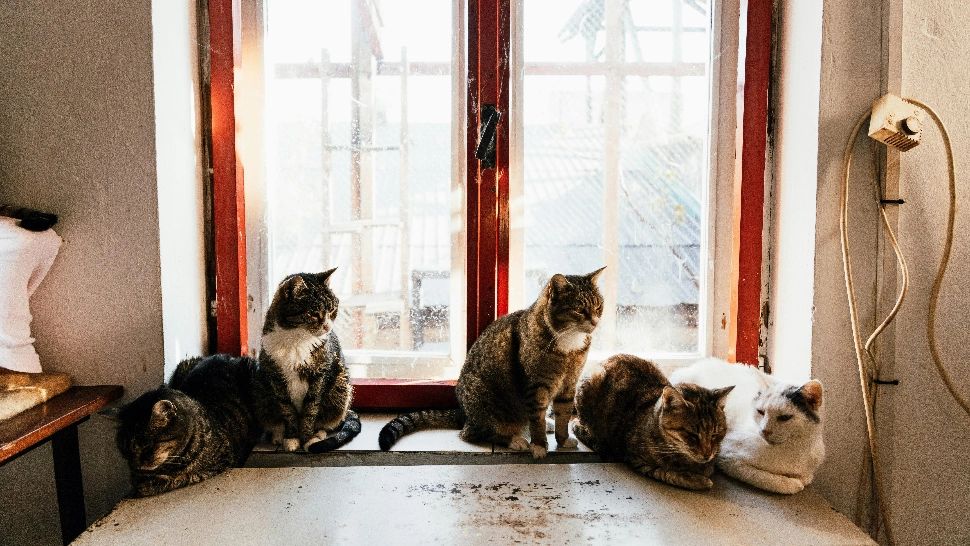 Peste 100 de pisici au fost salvate dintr-o casă. Proprietarii riscă închisoarea pentru rele tratamente asupra animalelor