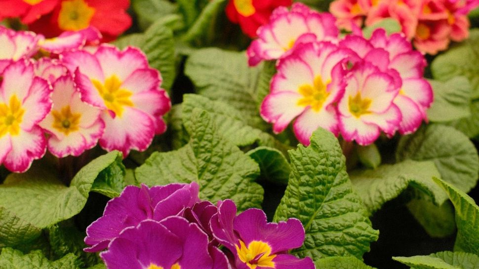 Cum trebuie să îngrijești corect primula. Planta cu colorit viu și variat, pe care trebuie să o ai în grădină sau ghivece