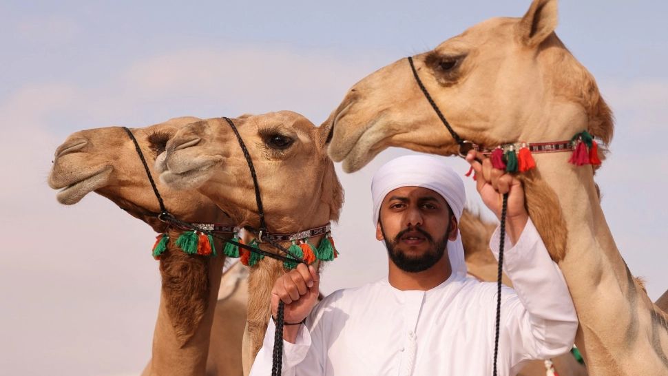 20 de cămile, eliminate de la concursul de frumusețe din Oman pentru botox, silicon și „cocoașe umflate”