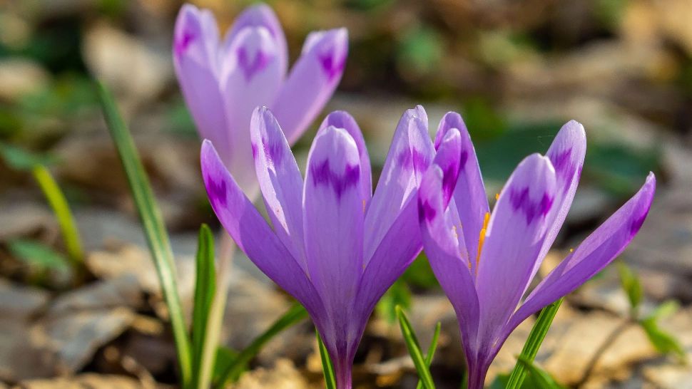 Vremea de 8 martie: temperaturi peste normalul perioadei în toată țara: maximele zilei 