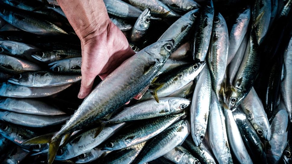 Peștele și conservele din pește s-au scumpit cu aproape 8% înainte de Buna Vestire. Cifrele publicate de INS