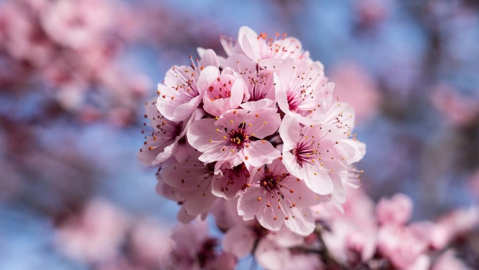 Primăvară „clasică”: meteorologii anunță temperaturi și precipitații normale pentru început de aprilie. Prognoza pe 4 săptămâni