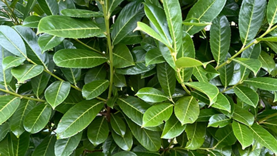 Amenzi record pentru români. UE interzice plante pe care mulți le au deja în grădină