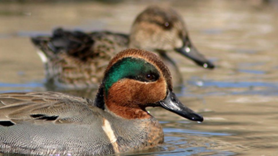 „Rața cu ouă de aur”, în China: Un sătean a găsit o comoară în stomacul unei păsări! Cum a ajuns materialul prețios acolo