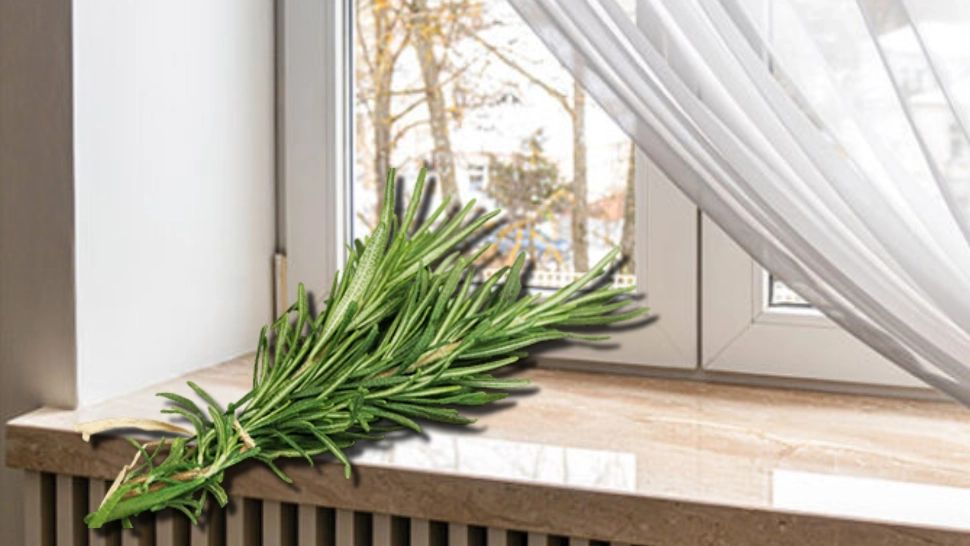 Motivul pentru care se pune rozmarin pe pervazul ferestrei. Ce beneficii are și de ce este recomandat în locuință