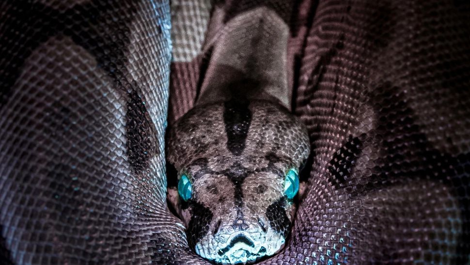 Cercetătorii au descoperit fosilele unui șarpe monstruos. Ar putea fi cel mai mare din istorie. Câți metri avea reptila