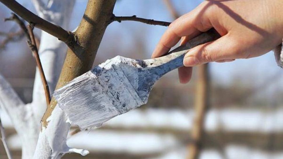 Cum protejezi pomii primăvara. Soluțile moderne recomandate de specialiști care înlocuiesc clasicul var 