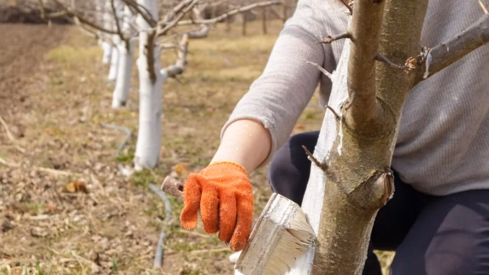 Momentul potrivit pentru a da pomii cu var, primăvara. Ce trebuie să faci ca să fie protejați pe termen lung 