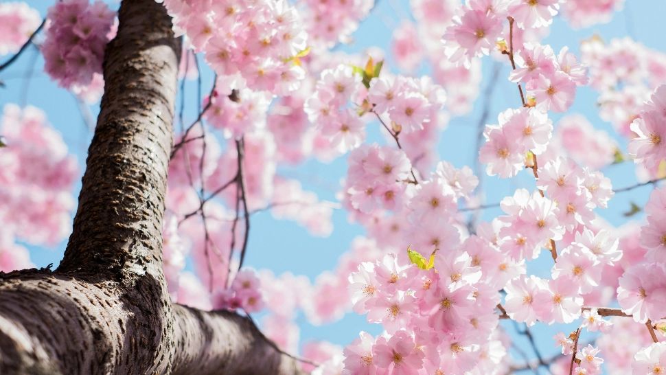 Cum va fi vremea în următoarele două săptămâni: temperaturi de până la 17 grade în România