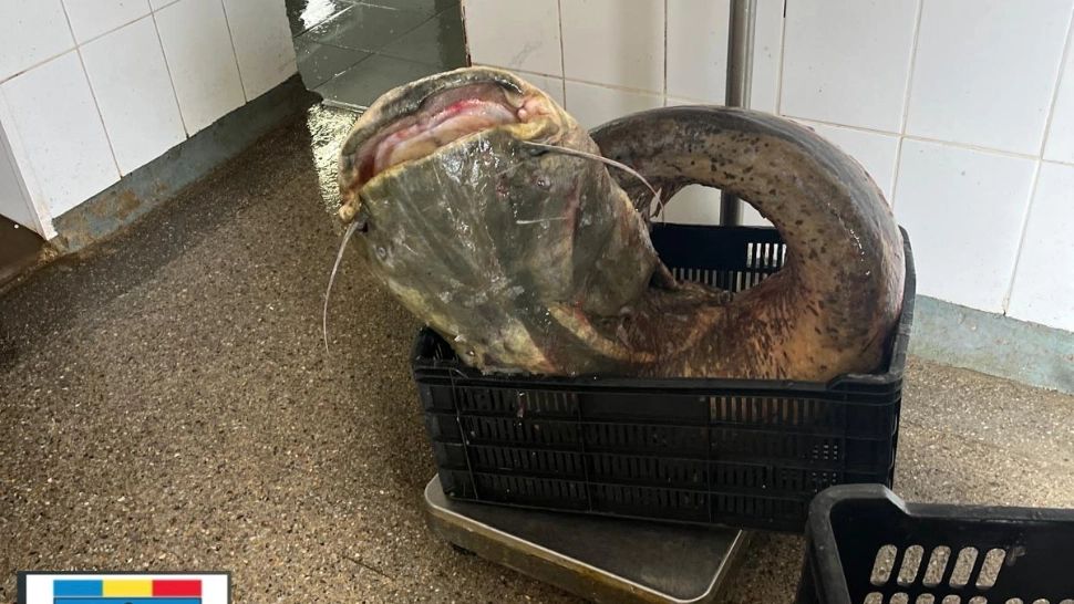 500 de kilograme de somn, confiscate de Garda de Mediu: unde urma să ajungă marfa 