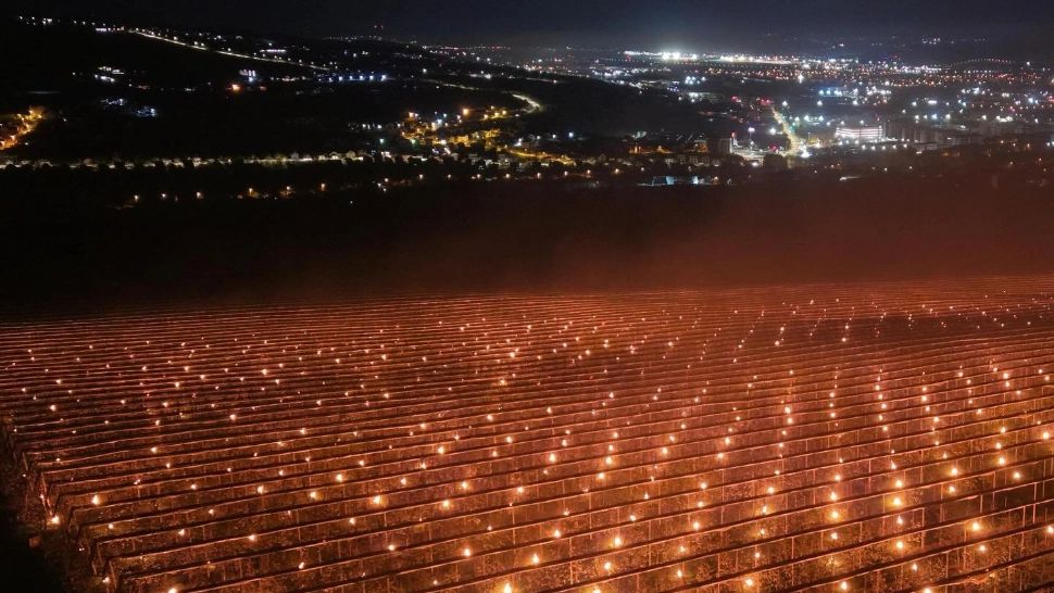 O fermă din România a ars lumânări de zeci de mii de euro, într-o noapte, pentru a salva o livada de la îngheț - VIDEO