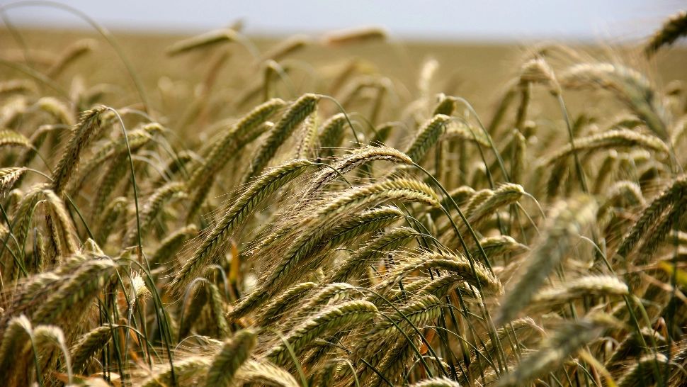 Grâul se scumpește din cauza războiului din Orientul Mijlociu