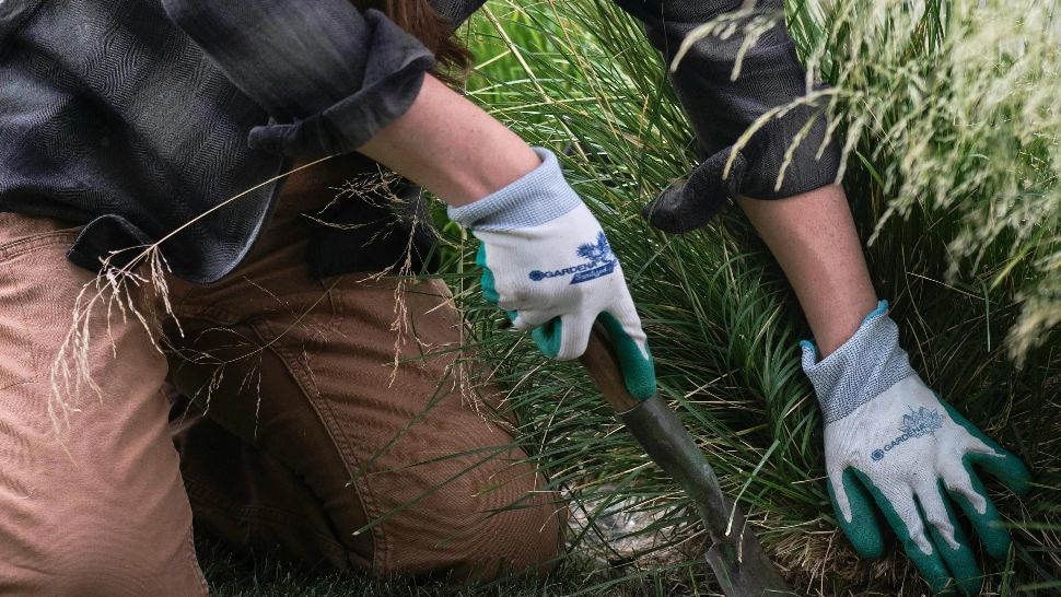 Soluții naturale eficiente pentru a împiedica creșterea buruienilor în curte