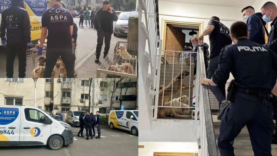 Descoperire șocantă într-un apartament din București. 25 de câini ținuți în condiții greu de imaginat, fără apă și mâncare