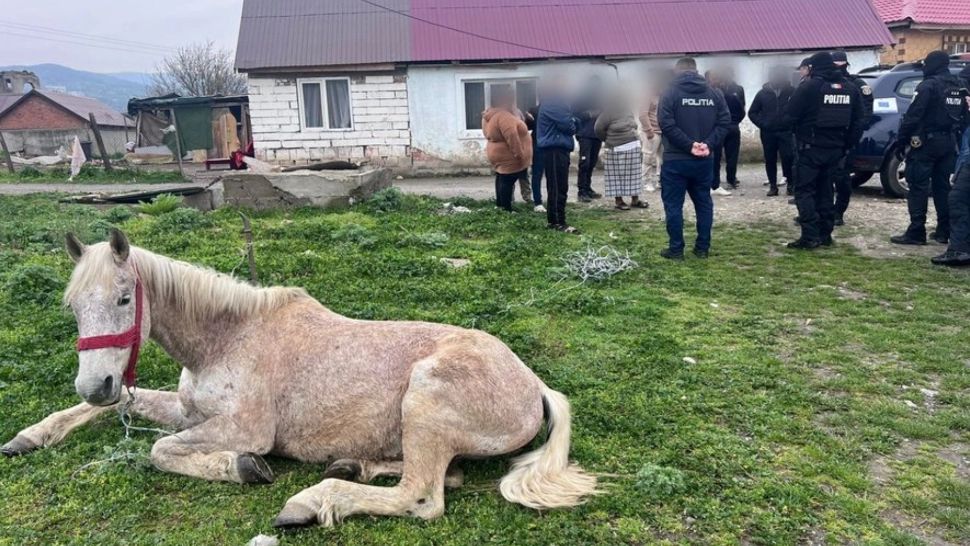 Cal ținut legat pe un câmp, fără apă și fără hrană. Polițiștii din Caraş-Severin au intervenit la timp și au aplicat amenzi de peste 13.000 de lei