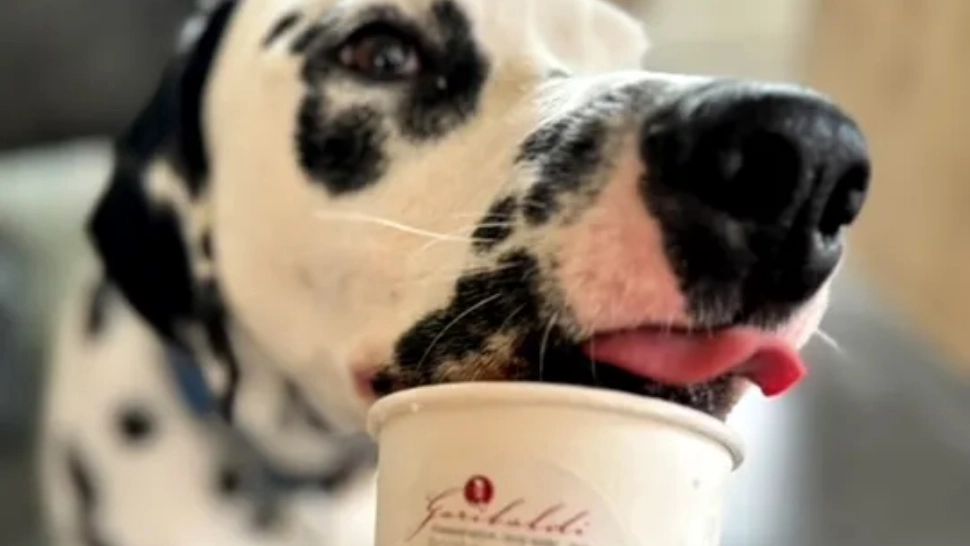 Înghețata pentru căței, noul trend lansat de un român în Germania. Cât costă porția și ce arome preferă patrupedele