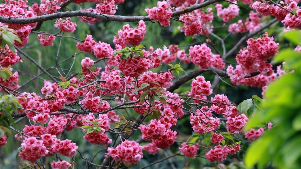 Cea mai mare grădină japoneză din Europa se găsește într-un parc din București. Ce copaci pot fi admirați aici?