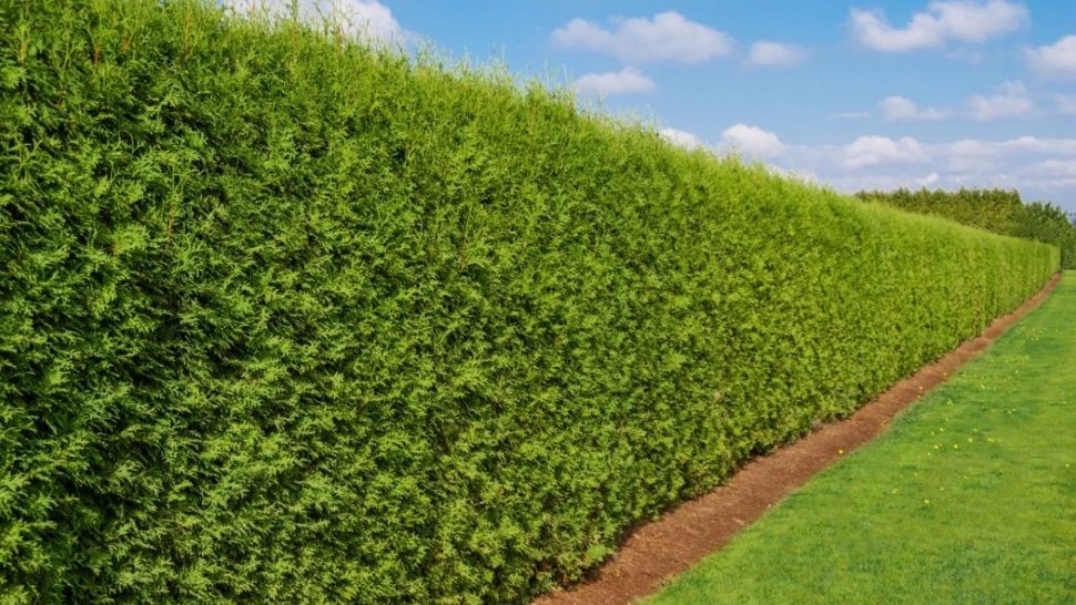Cele mai rezistente plante pentru gard viu. Nu sunt pretențioase și îți vor transforma curtea într-o adevărată oază de liniște 