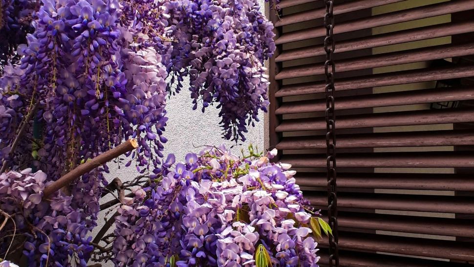 Când se plantează Glicina și cum trebuie să procedezi pentru a-ți înfrumuseța curtea cu această plantă colorată