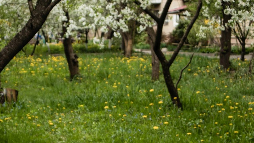 Ce flori să plantezi lângă pomii fructiferi. Alungă dăunătorii și atrag albinele pentru polenizare