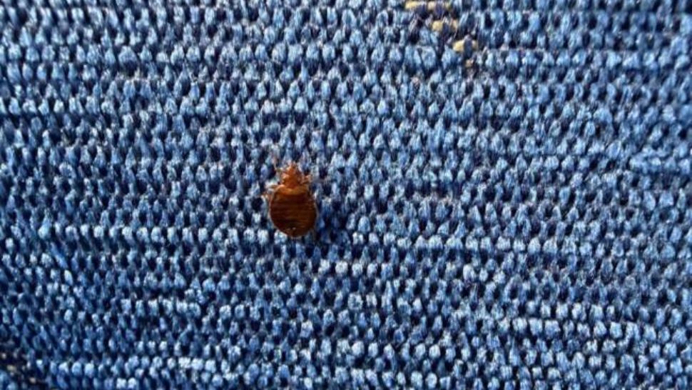 Vagon CFR Călători retras de urgență din cauza invaziei de PLOȘNIȚE, pe ruta Timișoara–Arad - FOTO/VIDEO