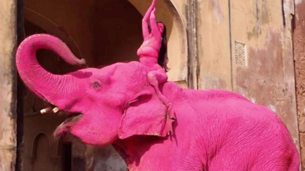 Scandal internațional: o influenceriță, criticată dur după ce un elefant vopsit roz pentru o ședință foto a murit