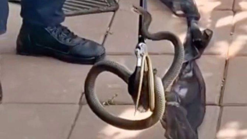 Alertă în Galați: șarpe de doi metri găsit într-o locuință. Intervenție de urgență a jandarmilor