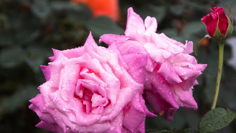 Cum îngrijești trandafirii în aprilie pentru o înflorire spectaculoasă. Sfaturile unui expert în grădinărit