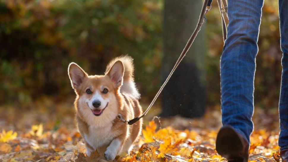 Jobul ideal pentru iubitorii de animale: o familie din Anglia oferă un salariu de 60.000 de euro pentru cineva care îi ține companie câinelui