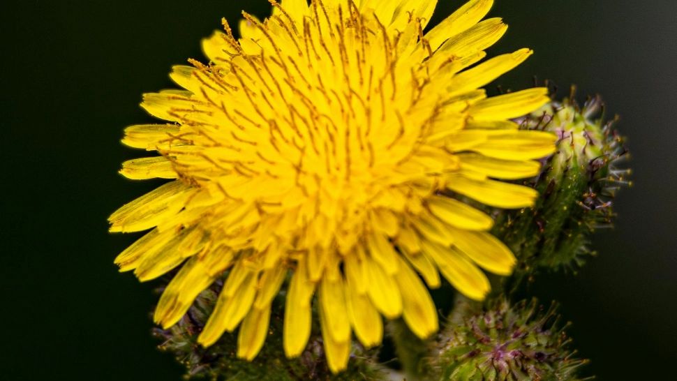 Planta care susține energia vitală. Apreciată încă din Egiptul Antic. Este prezentă pe toate câmpurile din România