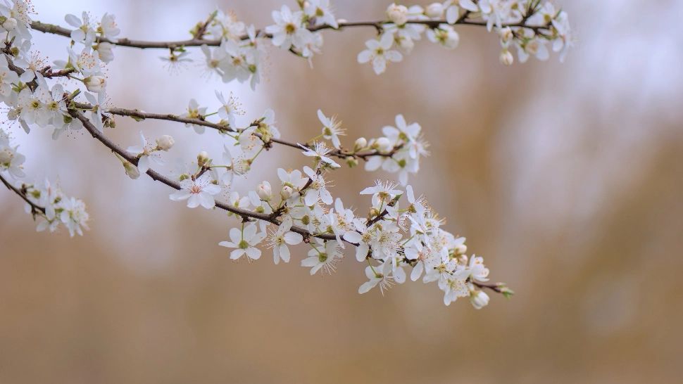Prognoza meteo pe patru săptămâni: temperaturile cresc treptat în România. Ce anunță meteorologii ANM