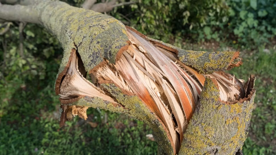 Rafale extreme de vânt în Italia: o fată de 12 ani și un muncitor, uciși de furtună