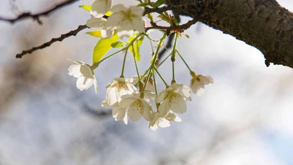 Vreme rece de 1 Mai: temperaturi sub normal și ploi în sud-est. Cum arată prognoza ANM pe 4 săptămâni