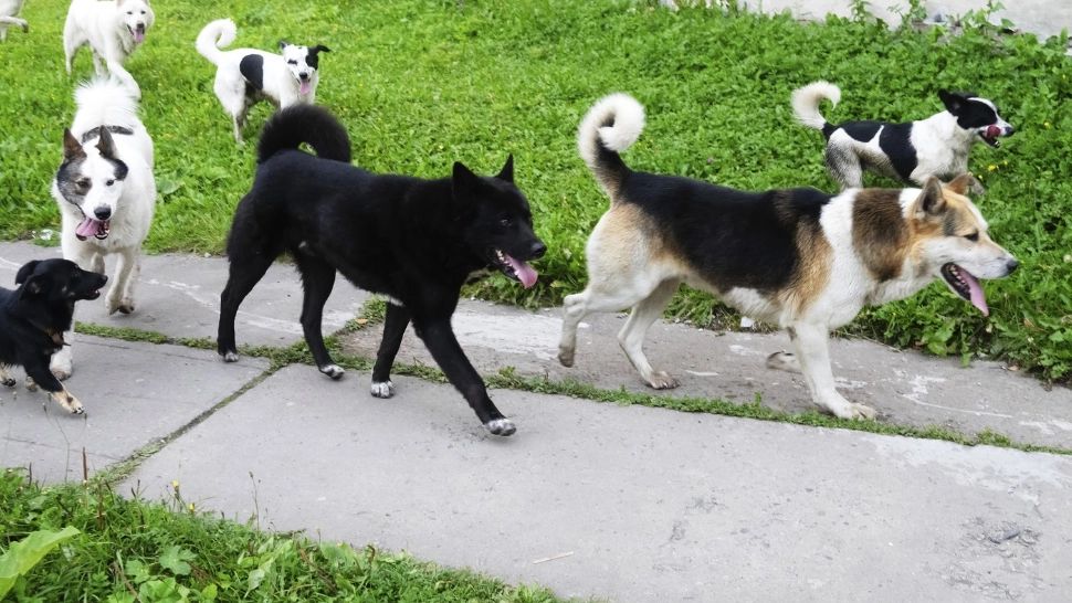 Plan inedit în Ilfov: jandarmii și polițiștii, trimiși în patrulare după câinii fără stăpân