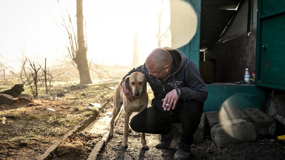 Câinii războiului. Transformări surprinzătoare ale caninelor care trăiesc pe linia frontului din Ucraina - STUDIU