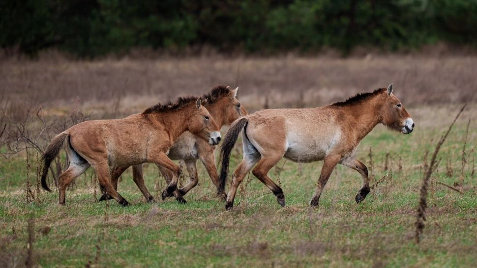 Zona „moartă” de la Cernobîl a prins viață. Caii sălbatici au transformat totul într-un miracol - VIDEO