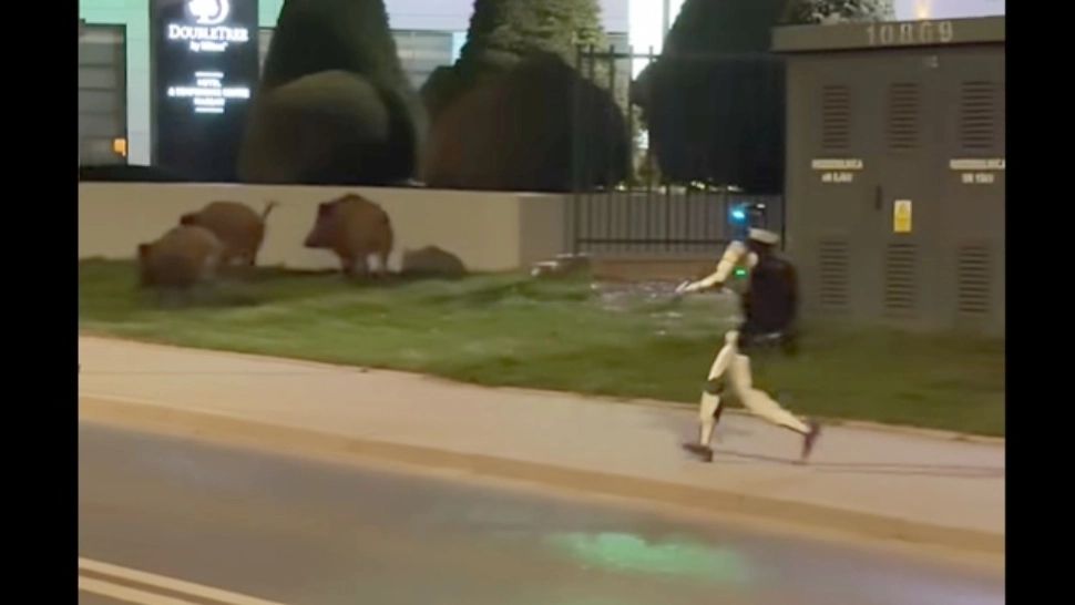 Imagini virale din Polonia: Un robot umanoid fugărește mistreți pe stradă. ”Peste 10 ani, noi vom fi mistreţii”