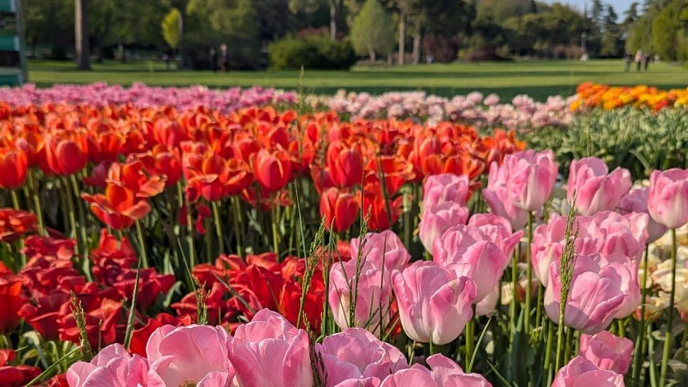 Începe Simfonia Lalelelor, un eveniment turistic important. Unde are loc și când se pot bucura turiștii de spectacolele pe care le promit organizatorii