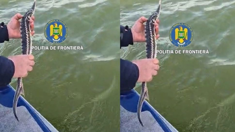 Braconaj în județul Tulcea. Patru sturioni, descoperiţi de poliţiştii de frontieră în plase de pescuit