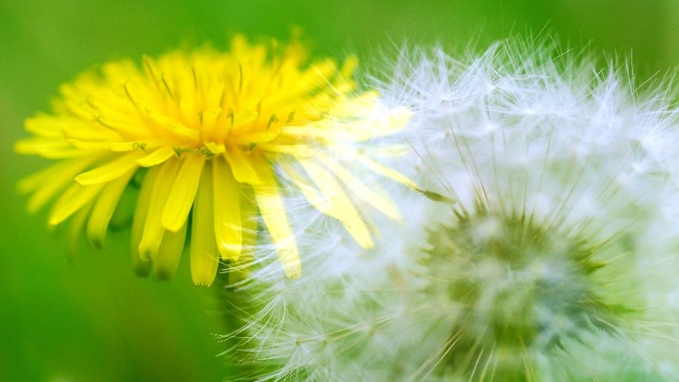 Păpădia, de la plantă ignorată la superaliment: cum poți folosi florile și ce beneficii au pentru sănătate